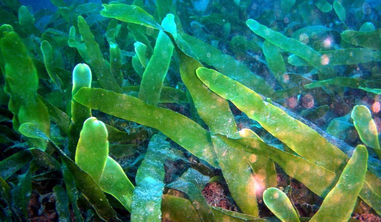 Las algas marinas pueden salvar a la humanidad. Foto: Efe.