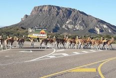 en la cuarentena, guanacos se aduenan del valle de la luna en la cuarentena, guanacos se aduenan del valle de la luna