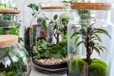 JARDÍN Los jardines eternos están en tendencia Foto: PINTEREST