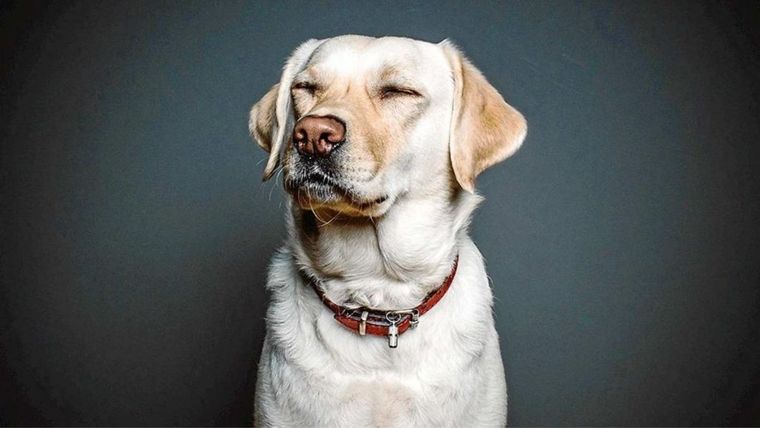 TikTok, Video viral, perro