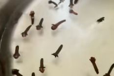 Insecticida Manera rápida, corta y sencilla de crear tu propio veneno natural para terminar con los bichos molestos. Foto: Fuente: Imagen / @alacocinaconjacobina