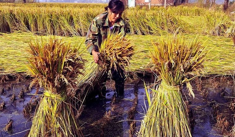 La agricultura china tiene una tradición milenaria. Foto: Efe.