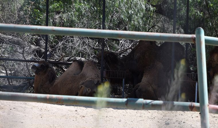 Haudet aclaró que animales como camellos o cebras no son trasladados porque se analiza que el proceso de traslado solo se realice en caso de que el animal mejore sus condiciones de vida al ser trasladado. Haudet aclaró que animales como camellos o cebras no son trasladados porque se analiza que el proceso de traslado solo se realice en caso de que el animal mejore sus condiciones de vida al ser trasladado.