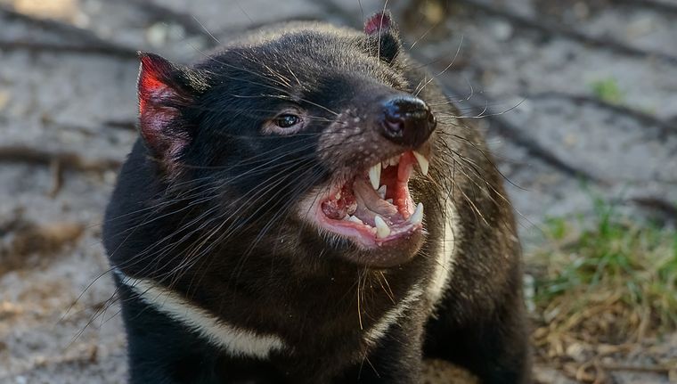 El demonio de Tasmania se trata de un marsupial. Foto: Shutterstock