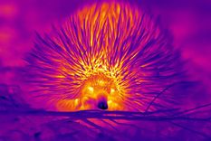 os equidnas, un mamífero ovíparo parecido a un erizo, tiene pocas defensas contra el calor en Australia, por lo que ha desarrollado varios trucos, como hacer pompas con la nariz para refrescarse, según han descubierto investigadores de la Universidad de Curtin en el país oceánico. EFE/ Universidad de Curtin