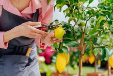 El listado de plantas que deberían podarse durante junio.&nbsp;