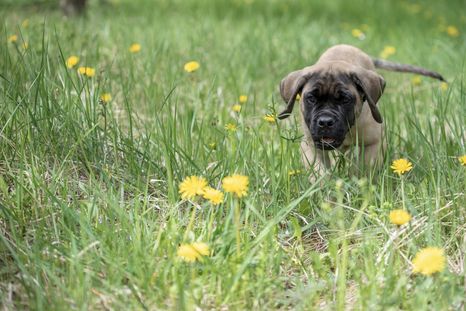 Este perro supera fácilmente los 100 kilos y se convierte en la mascota más gigante que podemos tener. Foto: Shutterstock Este perro supera fácilmente los 100 kilos y se convierte en la mascota más gigante que podemos tener. Foto: Shutterstock