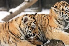 hermosos: dos cachorros de tigre posando en una ruta perdida