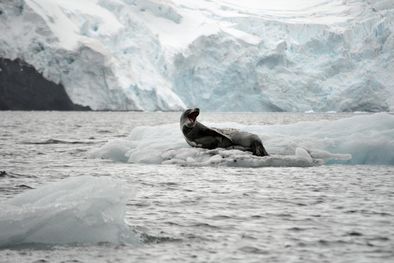 MDZol | Foto: Pixabay - pixabay.com