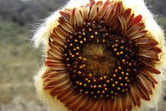 descubren una hermosa flor andina