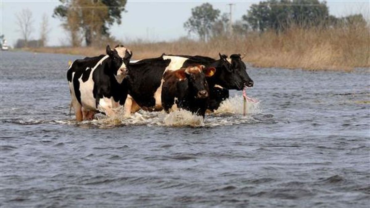 Inundaciones en Santa Fe: buscan campos para reubicar hacienda