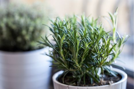El romero puede mejorar el descanso y las energías en el hogar. Foto: Archivo El romero puede mejorar el descanso y las energías en el hogar. Foto: Archivo