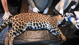 desaparecio una yaguarete con sus dos crias e investigan irregularidades en su traslado desaparecio una yaguarete con sus dos crias e investigan irregularidades en su traslado