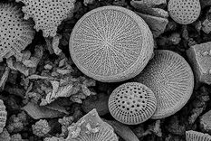 Materiales adsorbentes desarrollados a partir de la revalorización de residuos industriales.