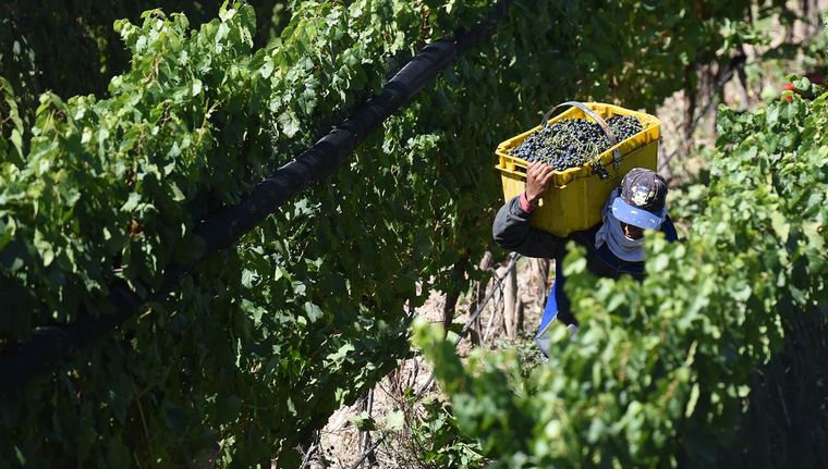 Cosecha Las fiestas de la vendimia se remontan a la Edad Antigua Foto: Archivo
