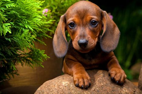 Hay que tener en cuenta estas cosas para evitar que el perro se sienta incómodo en el hogar Foto: SHUTTERSTOCK