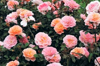 MDZol | PORTADA Albaricoque Drift Nature Hills.jpg