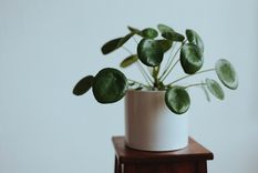 Plantas La pilea es una planta muy bella Foto: Pexels
