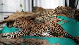 La mujer sufrió heridas de gravedad tras el ataque de un leopardo (foto de archivo). Foto: Getty Images