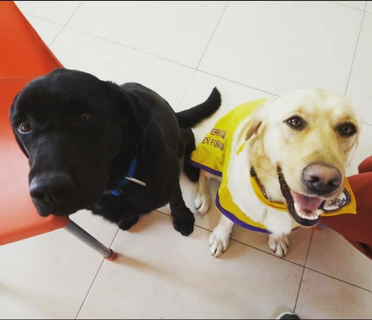 Calia y Greta fueron entregadas como perros guía durante este año