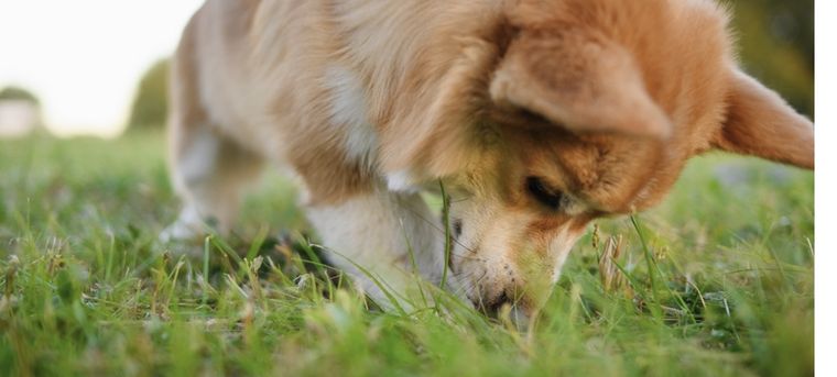 Puedes aplicar varios métodos para que tu perro borre este comportamiento Foto: Shutterstock
