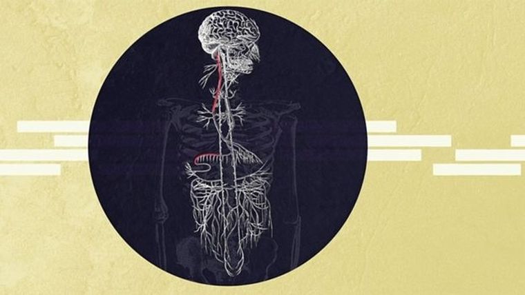 El nervio vago no solo tiene un nombre maravilloso sino que es el encargado de conectar el cerebro con los principales órganos vitales y controlar los actos involuntarios del organismo.