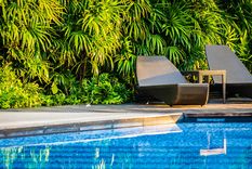 No toda planta se adapta a las condiciones que ofrece la pileta y el agua, pero con nuestras recomendaciones podrás elegir las que mejor le queden a tu patio. Foto: Foto: Freepik