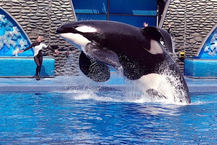 Tillikum, la ballena que atacó a su entrenadora.