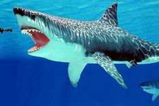 Megalodón, uno de los animales más grandes que ha existido. Foto: Dpa.