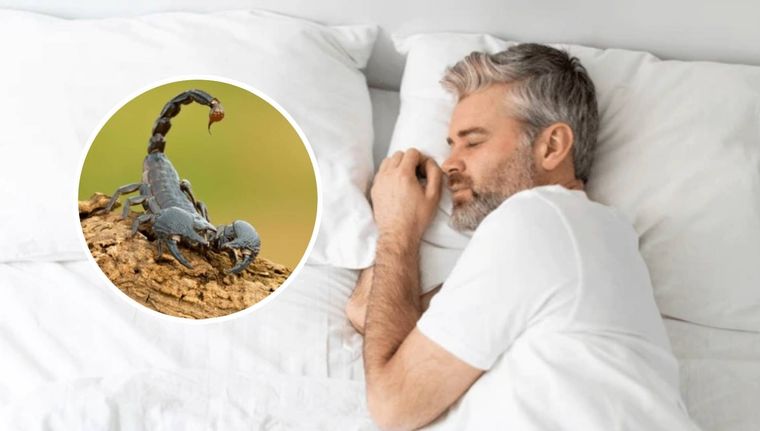 Qué significa soñar con escorpiones (Shutterstock).