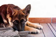 la mirada entre perro y humano refuerza la union emocional
