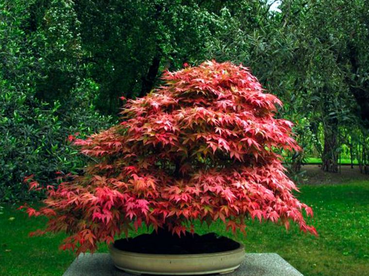 acer palmatum Foto: bonsaicuidados.org