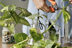 Traslada de forma exitosa tus plantas a la tierra Foto: Shutterstock