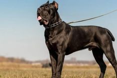La perra de raza Cane Corso atacó a un niño y le provocó diversas heridas. La fiscalía le formuló cargos a sus cuidadores por lesiones leves.&nbsp;