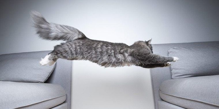 ¿Por qué los gatos corren como locos a determinada hora? La respuesta en la nota. Foto: Purina