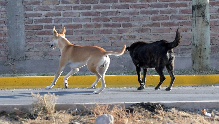 El abandono animal y el desafío de la tenencia responsable siguen creciendo en Mendoza. El abandono animal y el desafío de la tenencia responsable siguen creciendo en Mendoza.