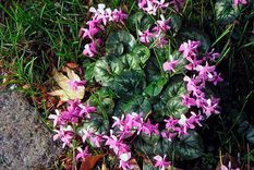 Las mejores 5 flores que crecen en la sombra durante la primavera