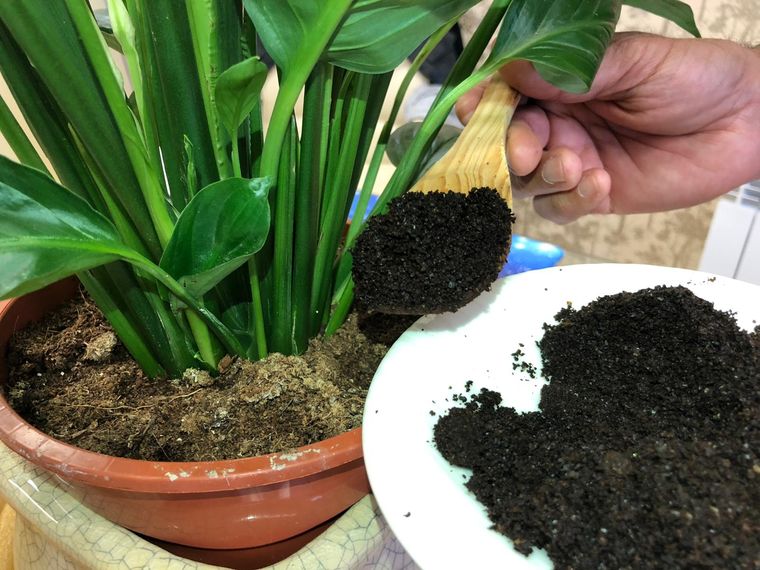 El café es un excelente fertilizante para tu jardín. Foto: Esfera