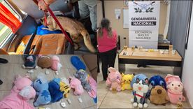 Dentro de los peluches había un total de 2 kilos y 850 gramos de cocaína con destino a Mendoza. Dentro de los peluches había un total de 2 kilos y 850 gramos de cocaína con destino a Mendoza.