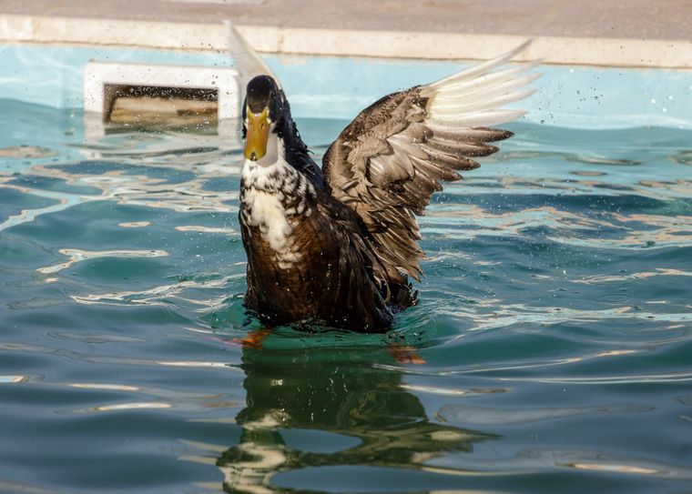 El pato Juan en la pileta de su casa en Maipú