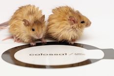 Dos ratones modificados genéticamente muestran un pelaje largo, rizado y grueso, similar al del mamut lanudo, en un avance clave hacia la desextinción de especies. Foto: EFE/ Colosssal Biosciences