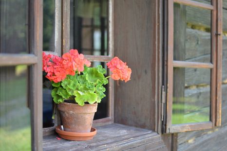 Plantas con flores todo el año Foto: Shutterstock Plantas con flores todo el año Foto: Shutterstock