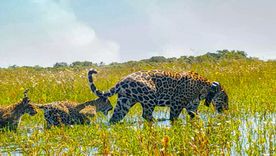 En el norte argentino este destino natural atrae a turistas de todo el mundo, Foto: Tomkins Conservation