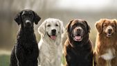 Las razas más obedientes de perros. Foto: Shutterstock Las razas más obedientes de perros. Foto: Shutterstock