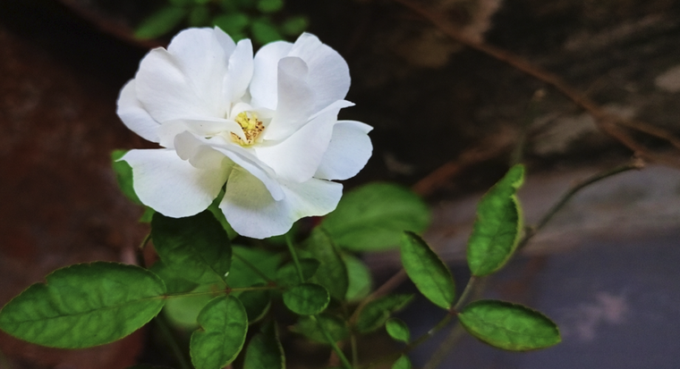 El jazmín tiene un olor dulce y exótico que proviene principalmente de un compuesto llamado linalol Foto: Shutterstock El jazmín tiene un olor dulce y exótico que proviene principalmente de un compuesto llamado linalol Foto: Shutterstock