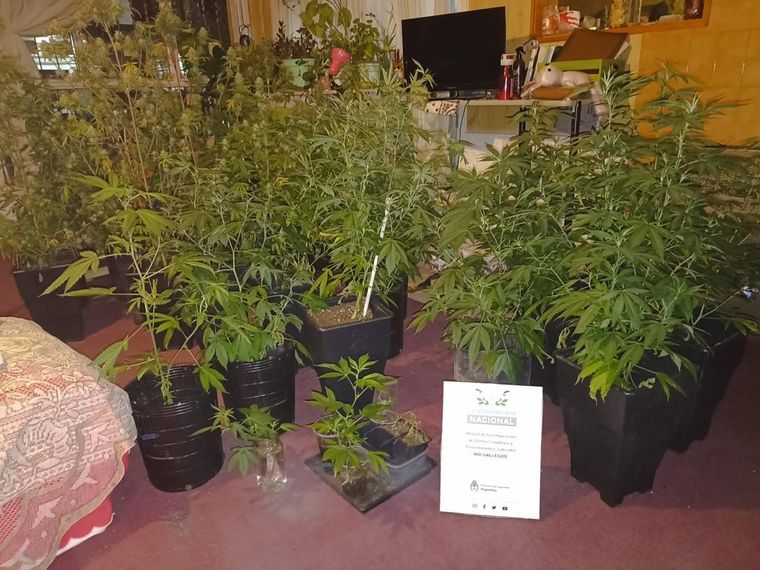 Gendarmería Nacional incautó 35 kilos de marihuana en la ciudad de Río Gallegos. Foto: Ministerio de Seguridad de la Nación
