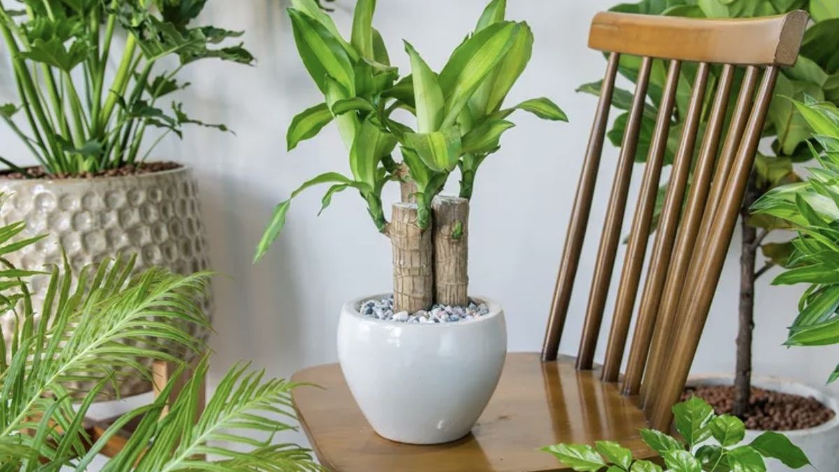 La planta ideal para interiores que sobrevive el invierno: el palo de agua
