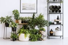 Jardín Plantas de interior Foto: Shutterstock
