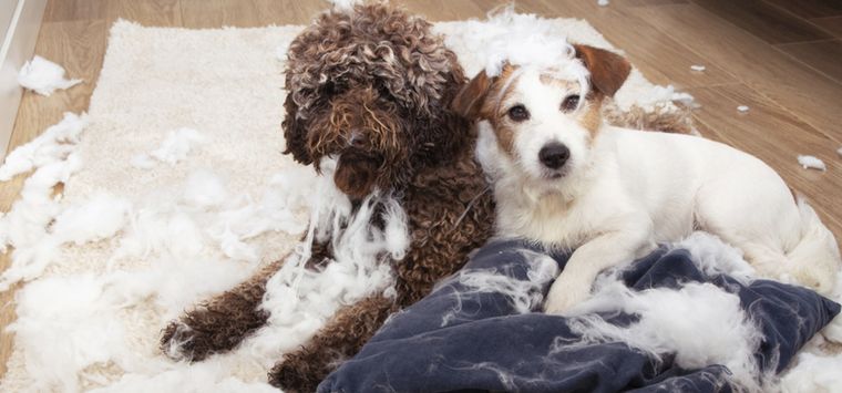 Estos perros se caracterizan por no escuchar las órdenes de sus dueños Foto: Shutterstock