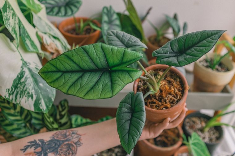 PLANTAS PARA EL JARDÍN Foto: PEXELS